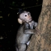monkey_macaque_balinese_mf_ubud_v_1325_bal5046.jpg
